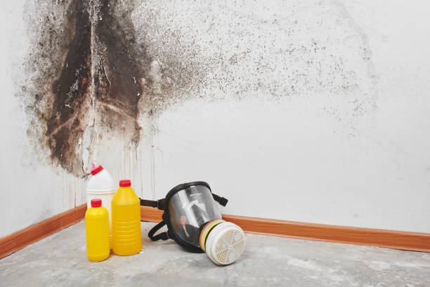 Mold Testing and Removal in Estherville, IA