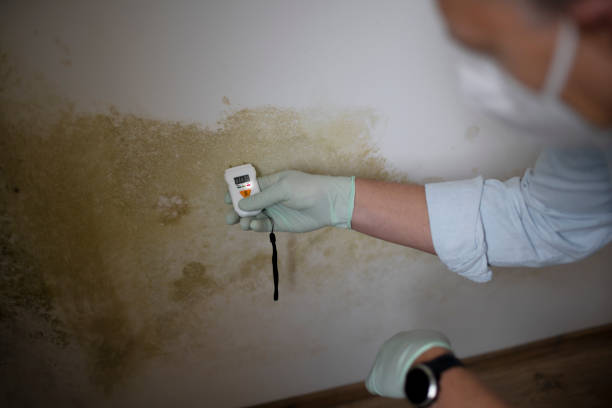 Best Mold Testing  in Estherville, IA