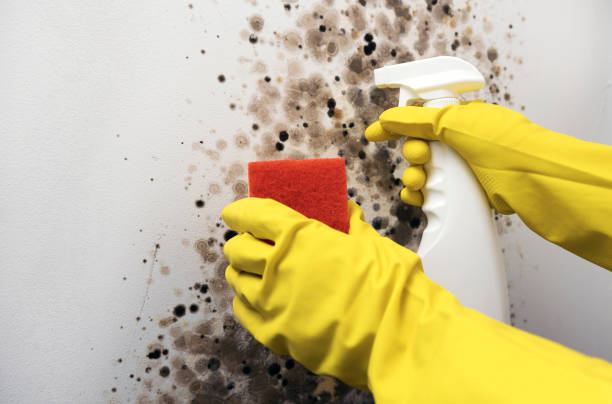 Best Commercial Mold Removal  in Estherville, IA