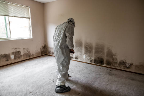 Best Professional Mold Removal  in Estherville, IA