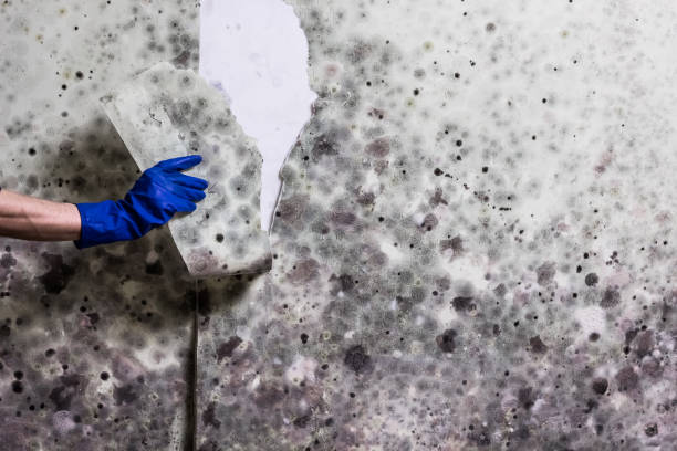 Best Mold Testing  in Estherville, IA