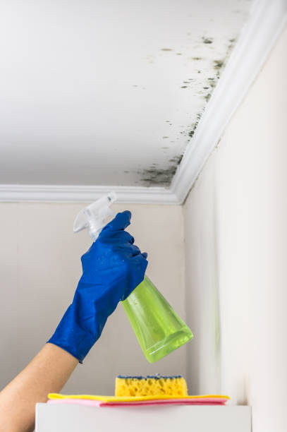 Best Office Mold Removal Services  in Estherville, IA