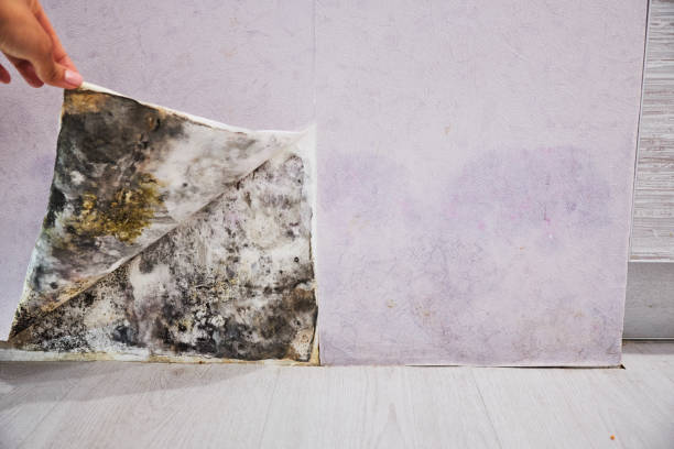 Best Office Mold Removal Services  in Estherville, IA